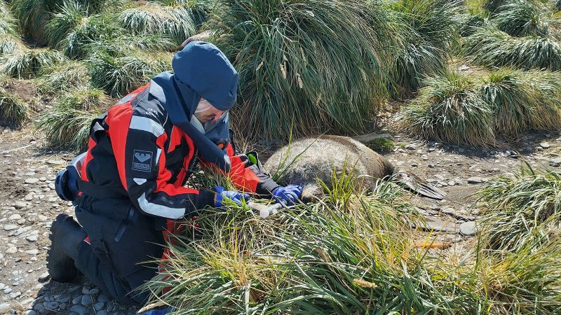  Unprecedented bird flu outbreak spreads to mammals in sub-Antarctic, UK says