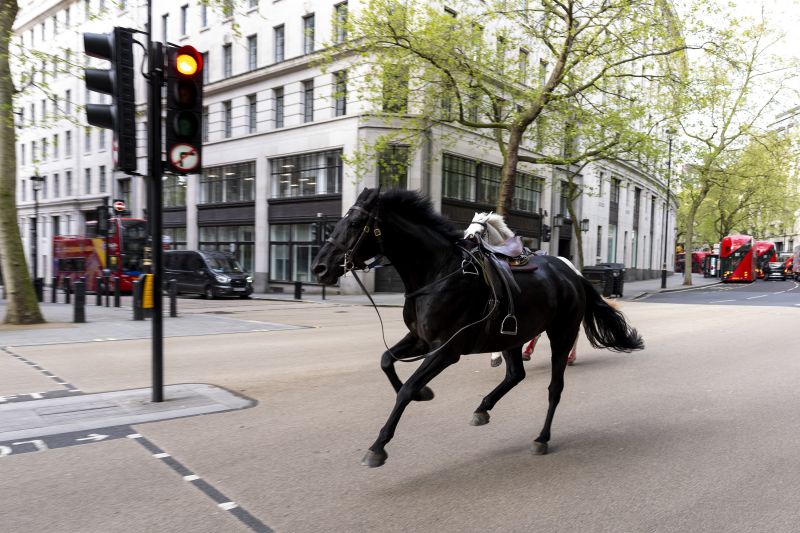  Escaped army horses run amok in central London